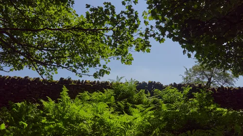 A dry stone wall framed by bushes and trees on a sunny summer day This nature landscape photograph captures a dry stone wall framed by lush green bushes and mature trees on a sunny summer morning in the Peak District, England. The scene highlights the rural charm typical of the United Kingdom, with sunlight filtering through the leafy branches and creating a tranquil atmosphere. The vibrant greenery and the iconic dry stone wall are characteristic features of the Peak District countryside during summer, making this a quintessential representation of rural England.